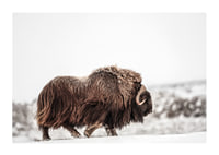 A majestic musk ox wanders through a snow-covered landscape, symbolizing arctic strength and endurance-1