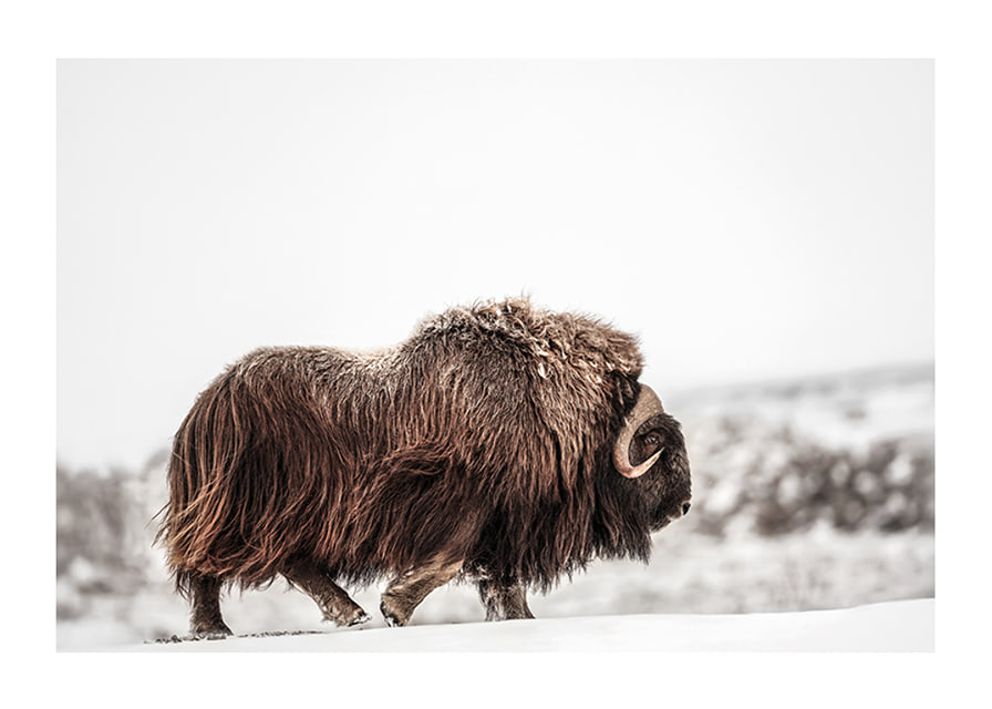 A majestic musk ox wanders through a snow-covered landscape, symbolizing arctic strength and endurance-12