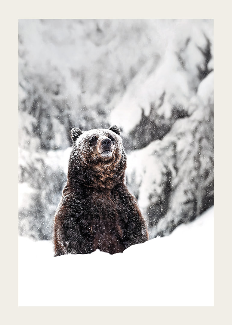 En ståtlig björn står i ett snöklätt landskap, symboliserande naturens kraft och vinterns stillhet-12