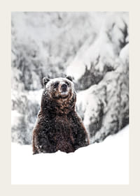 A stately bear stands in a snow-covered landscape, symbolizing the power of nature and the stillness of winter-3