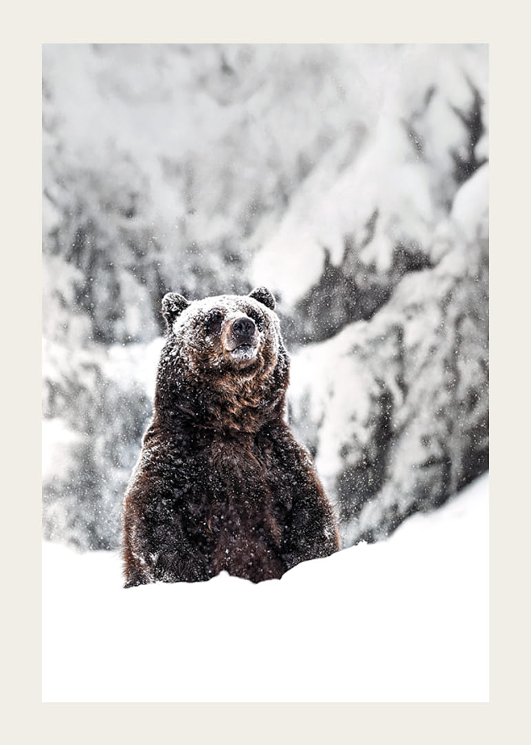 A stately bear stands in a snow-covered landscape, symbolizing the power of nature and the stillness of winter-12