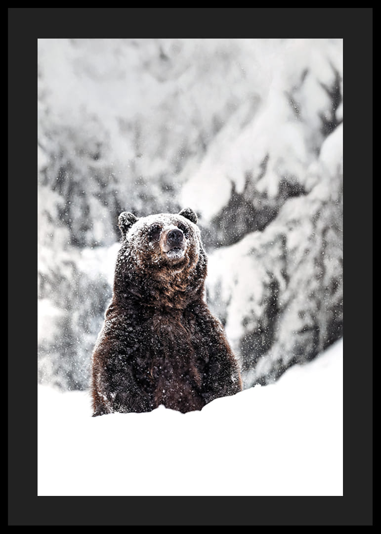 A stately bear stands in a snow-covered landscape, symbolizing the power of nature and the stillness of winter-12