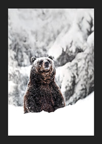 En ståtlig björn står i ett snöklätt landskap, symboliserande naturens kraft och vinterns stillhet-5