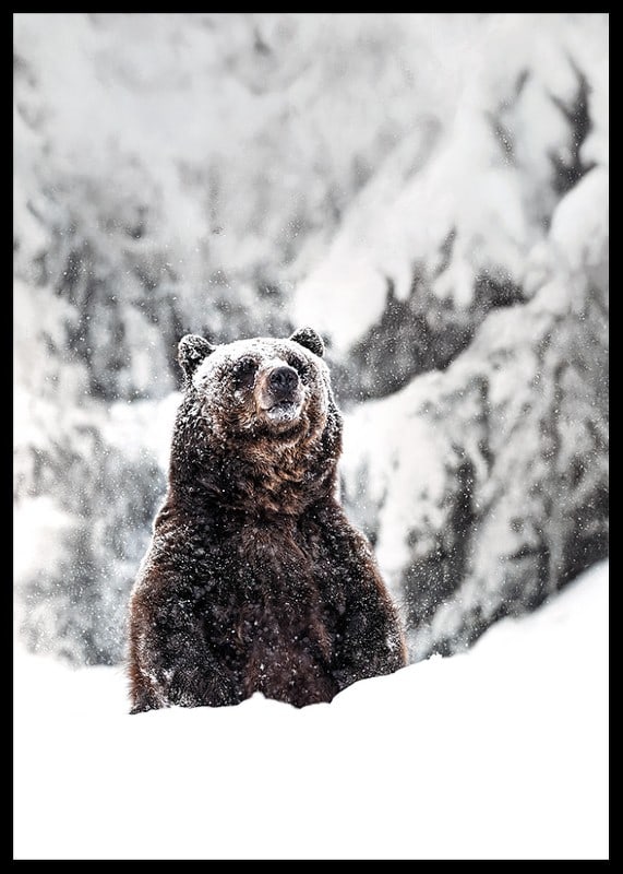 En ståtlig björn står i ett snöklätt landskap, symboliserande naturens kraft och vinterns stillhet-12