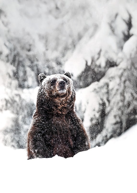 En ståtlig björn står i ett snöklätt landskap, symboliserande naturens kraft och vinterns stillhet-12