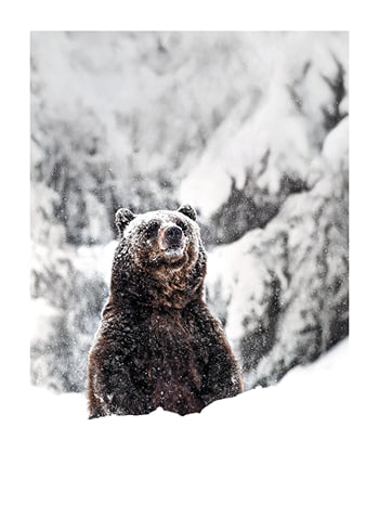 Poster Winters Majesty