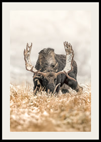 A stately moose with frosty antlers stands in a winter landscape and embodies the majesty and stillness of the Nordic wilderness.-2