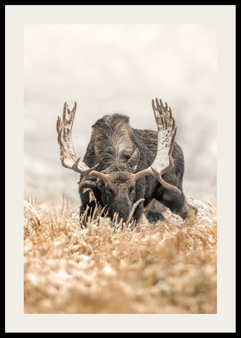A stately moose with frosty antlers stands in a winter landscape and embodies the majesty and stillness of the Nordic wilderness.-12