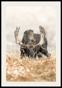 A stately moose with frosty antlers stands in a winter landscape and embodies the majesty and stillness of the Nordic wilderness.-2