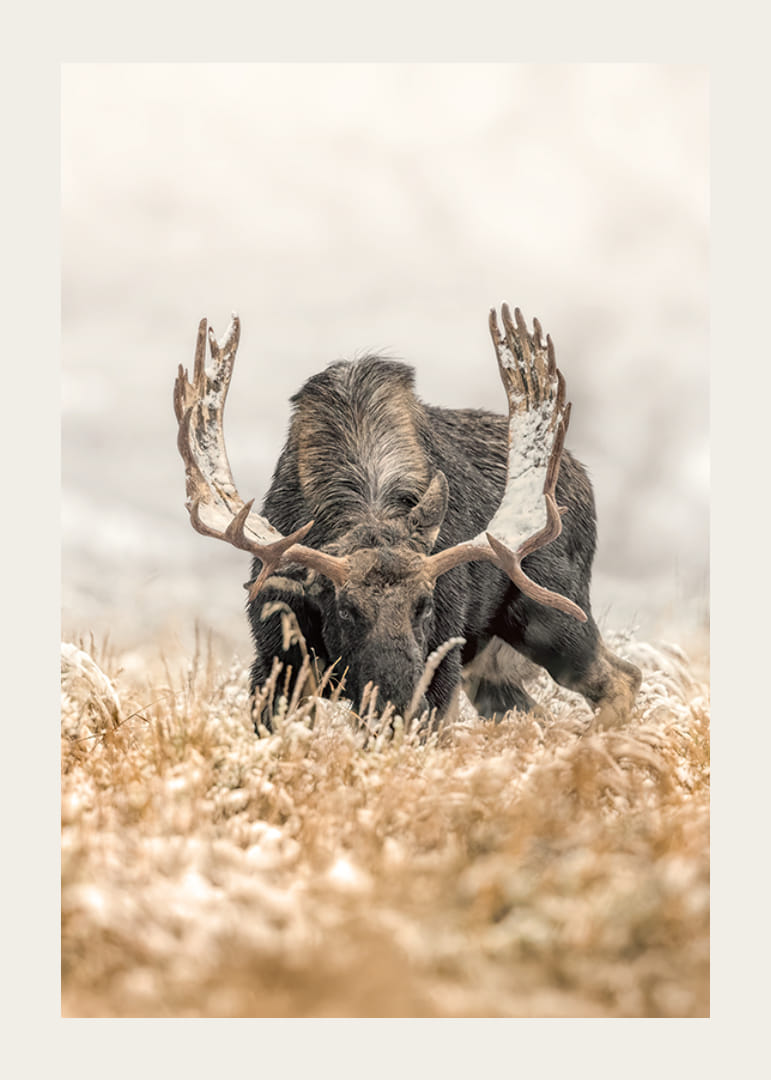 A stately moose with frosty antlers stands in a winter landscape and embodies the majesty and stillness of the Nordic wilderness.-12
