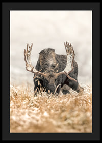 A stately moose with frosty antlers stands in a winter landscape and embodies the majesty and stillness of the Nordic wilderness.-4
