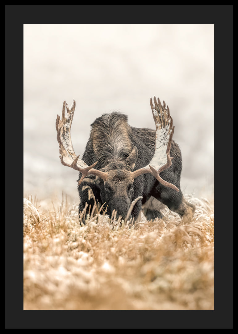 A stately moose with frosty antlers stands in a winter landscape and embodies the majesty and stillness of the Nordic wilderness.-12