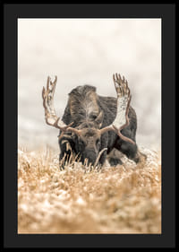 A stately moose with frosty antlers stands in a winter landscape and embodies the majesty and stillness of the Nordic wilderness.-4