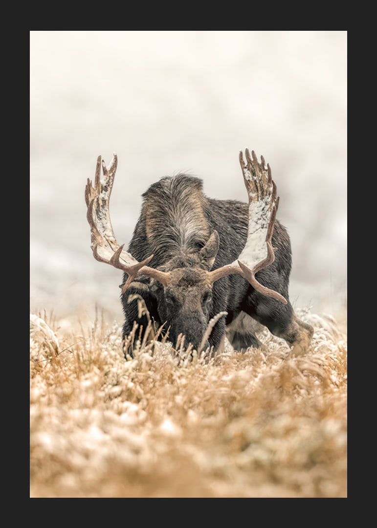 A stately moose with frosty antlers stands in a winter landscape and embodies the majesty and stillness of the Nordic wilderness.-12