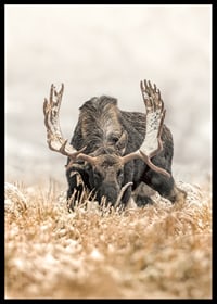 A stately moose with frosty antlers stands in a winter landscape and embodies the majesty and stillness of the Nordic wilderness.-6
