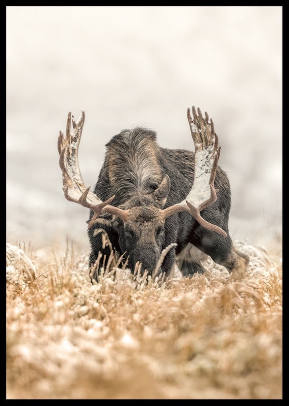 A stately moose with frosty antlers stands in a winter landscape and embodies the majesty and stillness of the Nordic wilderness.-12