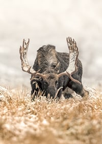A stately moose with frosty antlers stands in a winter landscape and embodies the majesty and stillness of the Nordic wilderness.-7