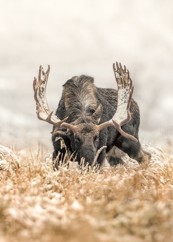 A stately moose with frosty antlers stands in a winter landscape and embodies the majesty and stillness of the Nordic wilderness.-12