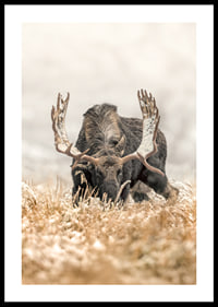 A stately moose with frosty antlers stands in a winter landscape and embodies the majesty and stillness of the Nordic wilderness.-0