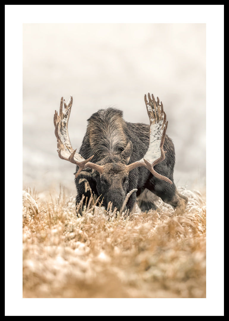 A stately moose with frosty antlers stands in a winter landscape and embodies the majesty and stillness of the Nordic wilderness.-12
