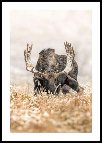 Poster King Of The North