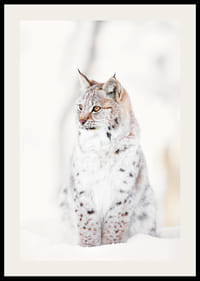 Okazały ryś siedzi w śnieżnym krajobrazie, oddając dzikość natury i spokój zimowego krajobrazu.-2