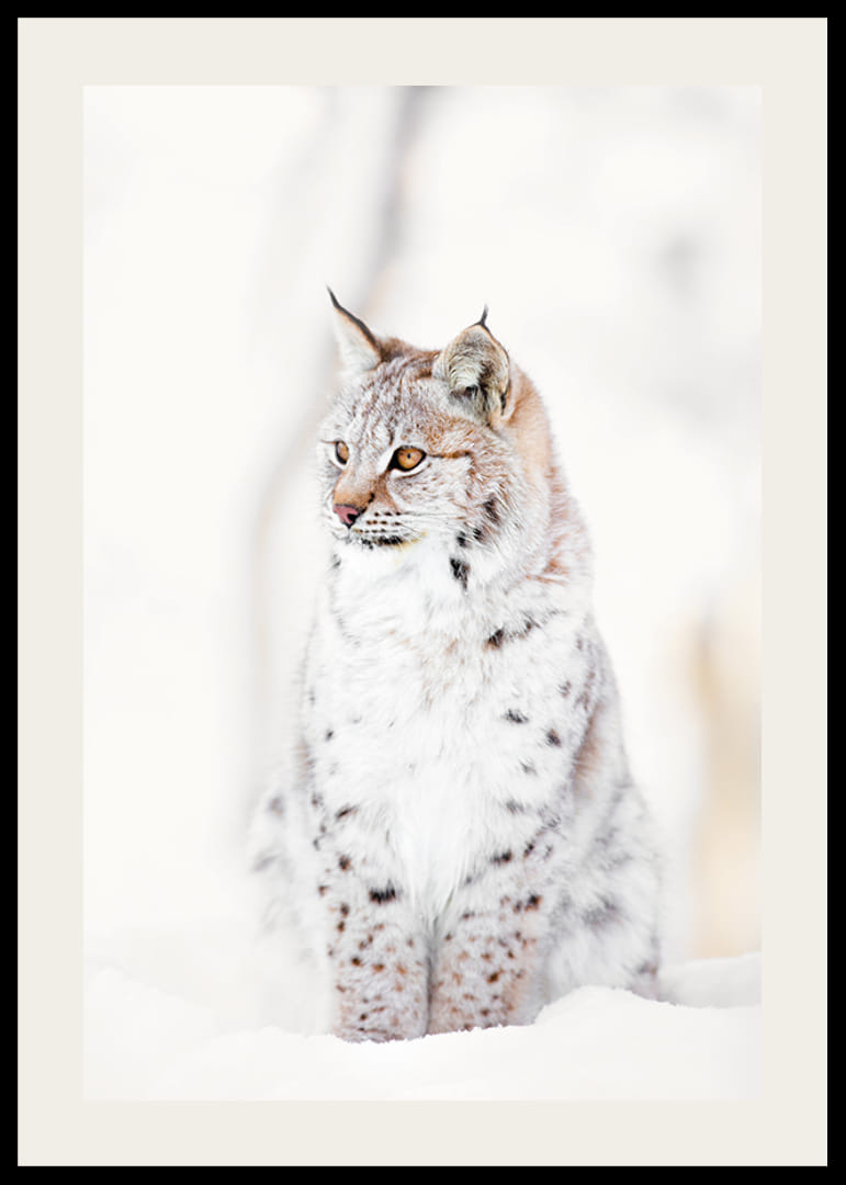 Okazały ryś siedzi w śnieżnym krajobrazie, oddając dzikość natury i spokój zimowego krajobrazu.-12