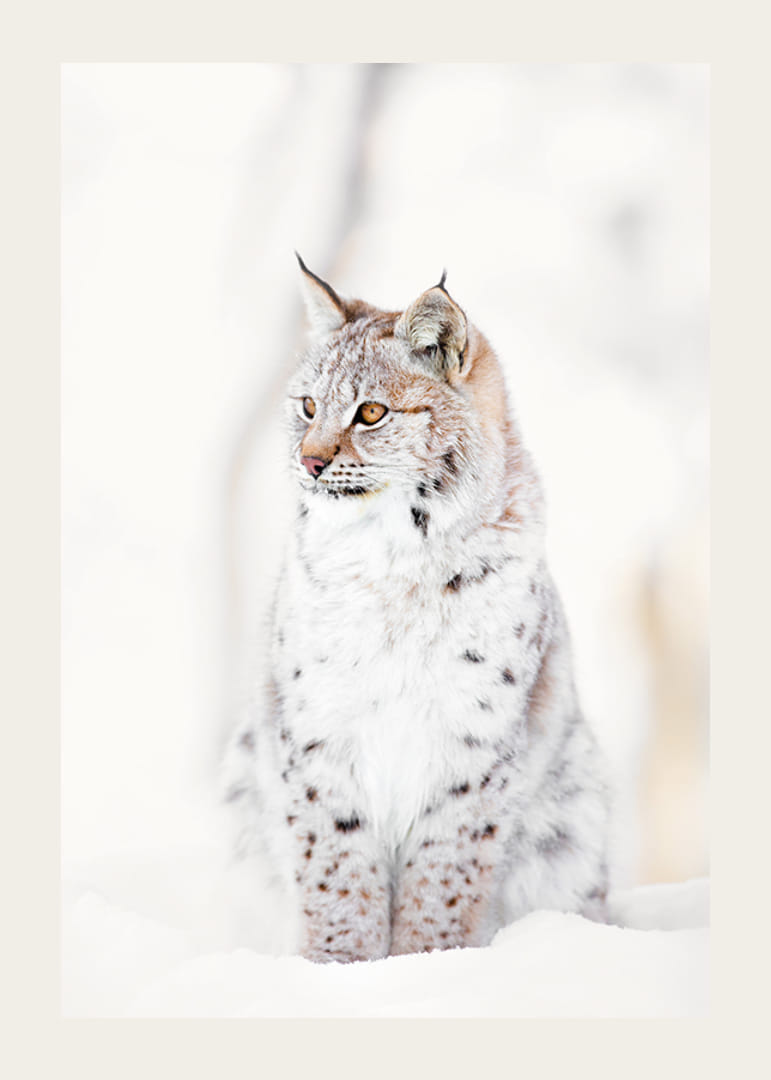 Okazały ryś siedzi w śnieżnym krajobrazie, oddając dzikość natury i spokój zimowego krajobrazu.-12