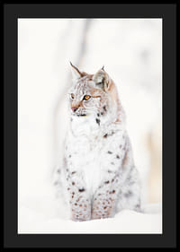 Okazały ryś siedzi w śnieżnym krajobrazie, oddając dzikość natury i spokój zimowego krajobrazu.-4