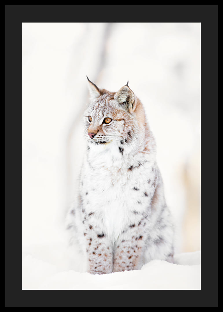 Okazały ryś siedzi w śnieżnym krajobrazie, oddając dzikość natury i spokój zimowego krajobrazu.-12