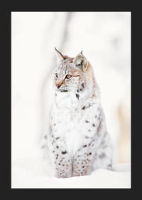 Okazały ryś siedzi w śnieżnym krajobrazie, oddając dzikość natury i spokój zimowego krajobrazu.-5