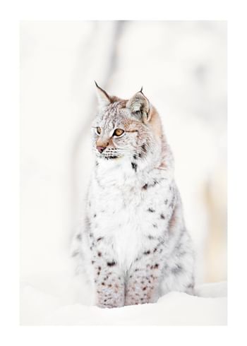 Plakat Winters Guardian