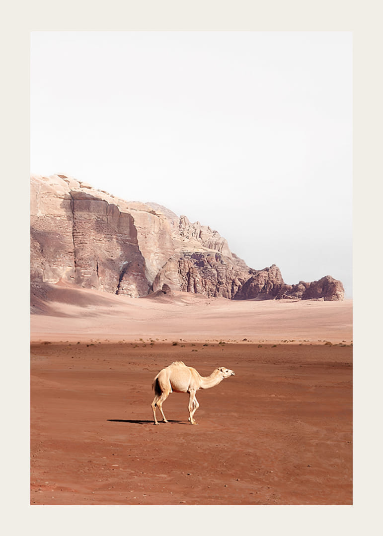 Yksinäinen kameli vaeltelee hiljaisessa aavikkomaisemassa, jota ympäröivät mahtavat kalliot ja ajattoman vapauden tunne.-12