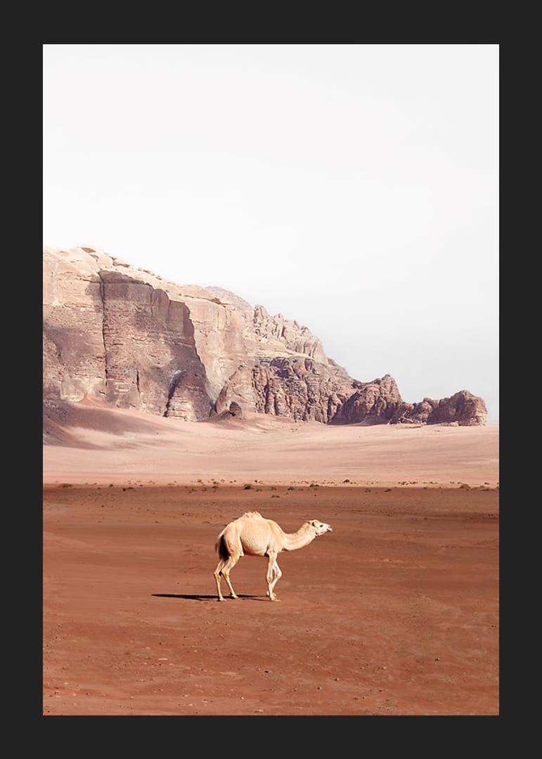 Yksinäinen kameli vaeltelee hiljaisessa aavikkomaisemassa, jota ympäröivät mahtavat kalliot ja ajattoman vapauden tunne.-12