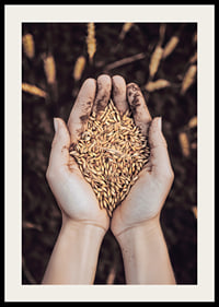 Uma expressão poderosa da riqueza da terra e do ciclo da vida, capturada num punhado de grãos dourados.-2