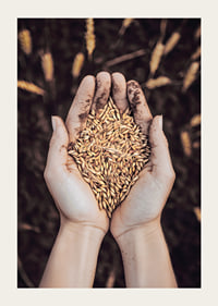 Uma expressão poderosa da riqueza da terra e do ciclo da vida, capturada num punhado de grãos dourados.-3
