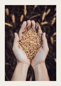 Ett kraftfullt uttryck för jordens rikedom och livets kretslopp, fångat i en handfull gyllene sädeskorn.-3