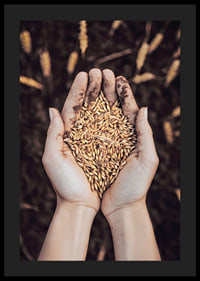 Uma expressão poderosa da riqueza da terra e do ciclo da vida, capturada num punhado de grãos dourados.-4