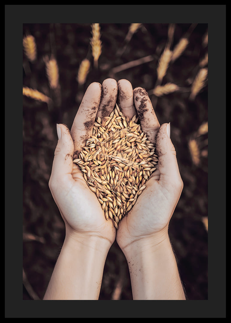 Ett kraftfullt uttryck för jordens rikedom och livets kretslopp, fångat i en handfull gyllene sädeskorn.-12