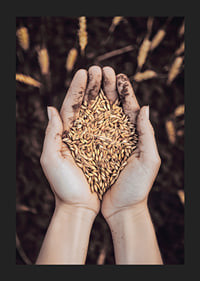 Uma expressão poderosa da riqueza da terra e do ciclo da vida, capturada num punhado de grãos dourados.-5