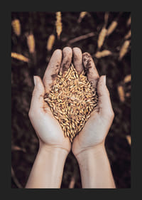 Ett kraftfullt uttryck för jordens rikedom och livets kretslopp, fångat i en handfull gyllene sädeskorn.-5