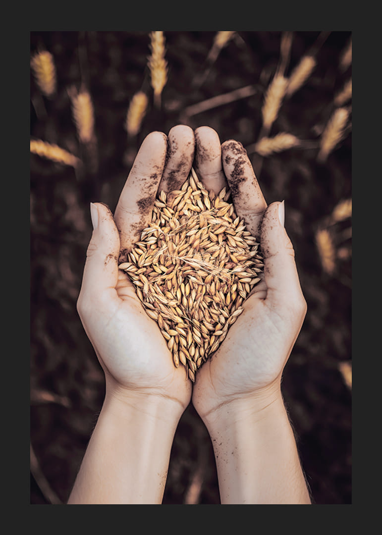 Ett kraftfullt uttryck för jordens rikedom och livets kretslopp, fångat i en handfull gyllene sädeskorn.-12