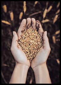 Uma expressão poderosa da riqueza da terra e do ciclo da vida, capturada num punhado de grãos dourados.-6