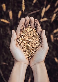 Uma expressão poderosa da riqueza da terra e do ciclo da vida, capturada num punhado de grãos dourados.-7