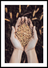 Uma expressão poderosa da riqueza da terra e do ciclo da vida, capturada num punhado de grãos dourados.-0