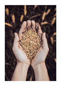 Uma expressão poderosa da riqueza da terra e do ciclo da vida, capturada num punhado de grãos dourados.-1