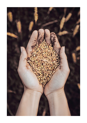 Poster Seeds Of Growth