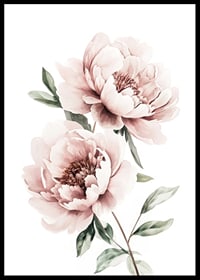 A poster with two beautiful pink peonies-0