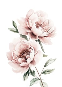 A poster with two beautiful pink peonies-1