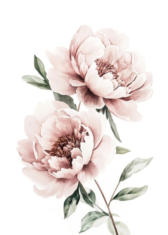 A poster with two beautiful pink peonies-12